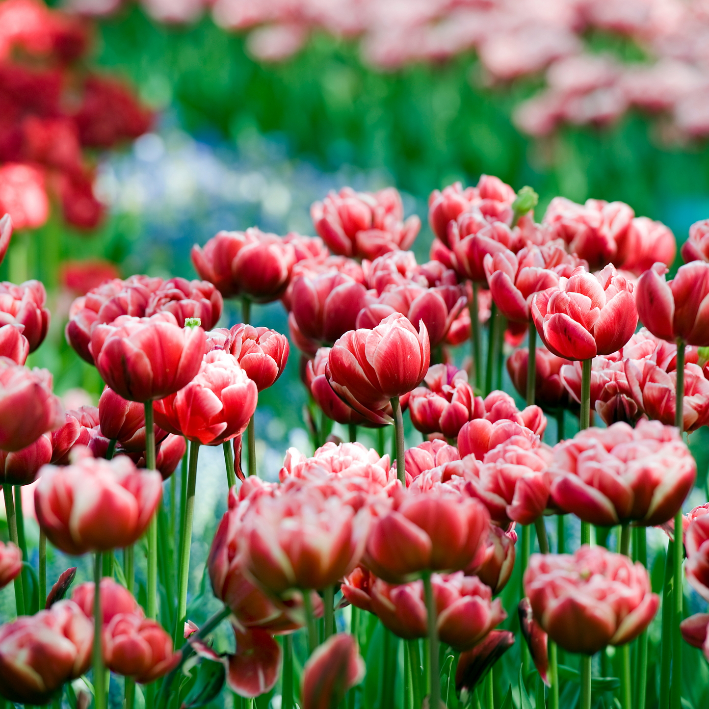 Bulbos De Tulipán - 15 Pzs - Tulipa 'drumline' - Bulbos De Flores - Rosa