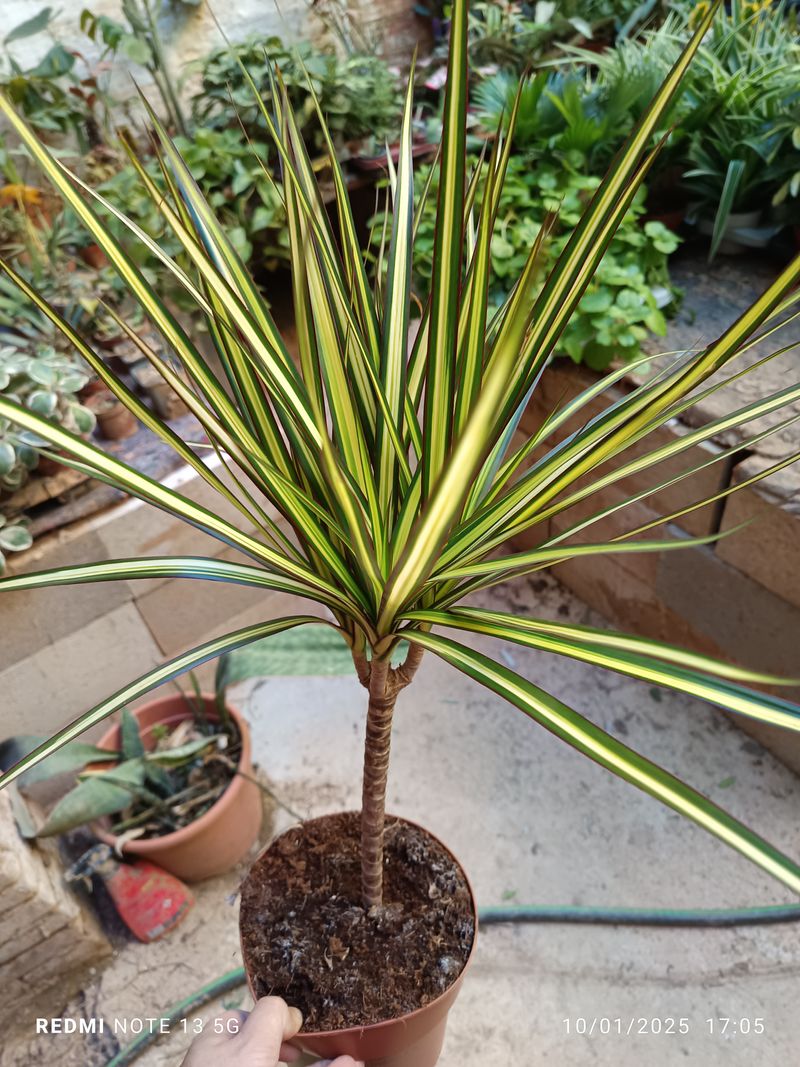 Dracaena Sunray Planta De Interior Altura 70 Cms