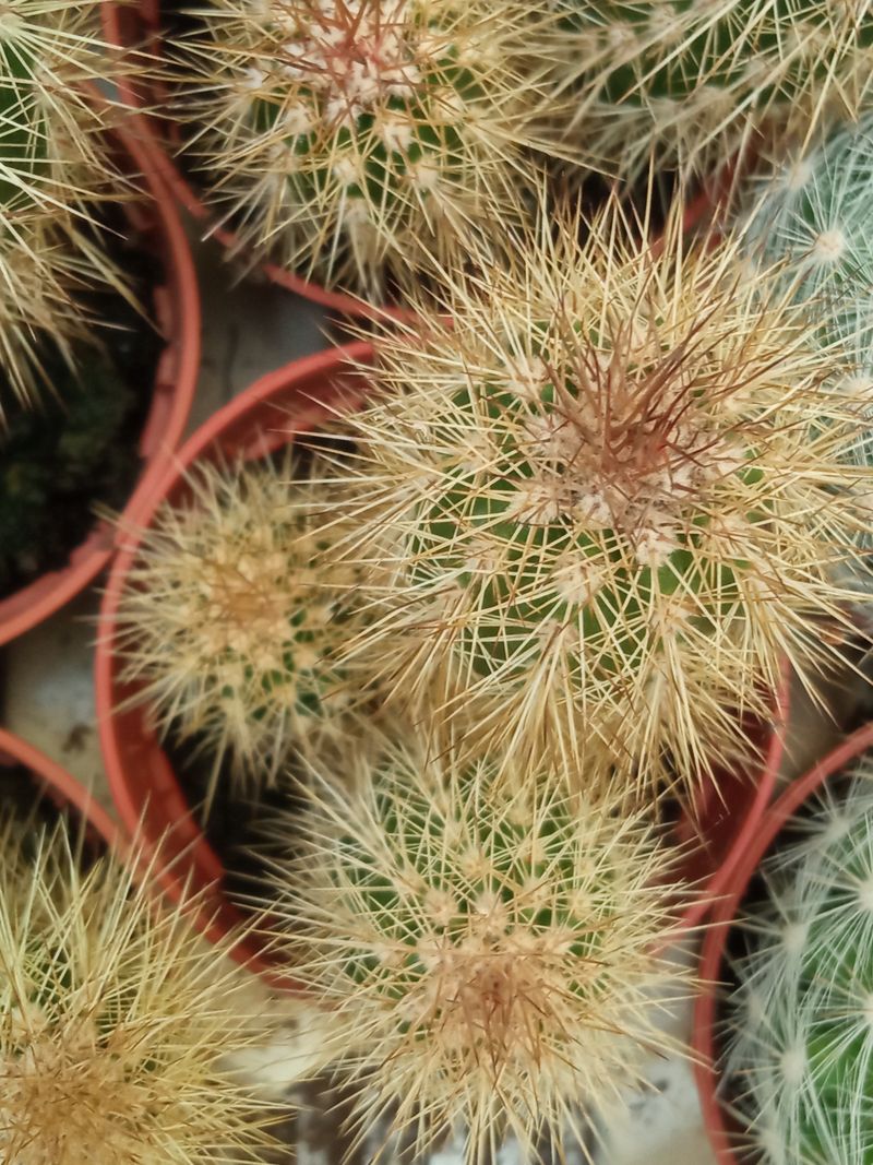 Suculentas Y Cactus Variedad #45 Planta Sin Id