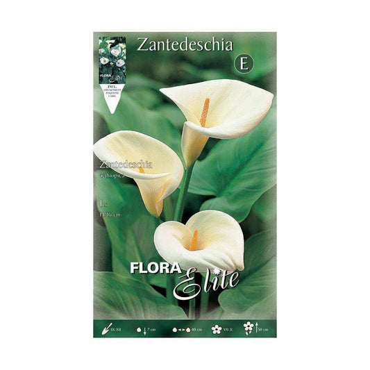 Bulbo de Calla aethiopica blanca 1 ud