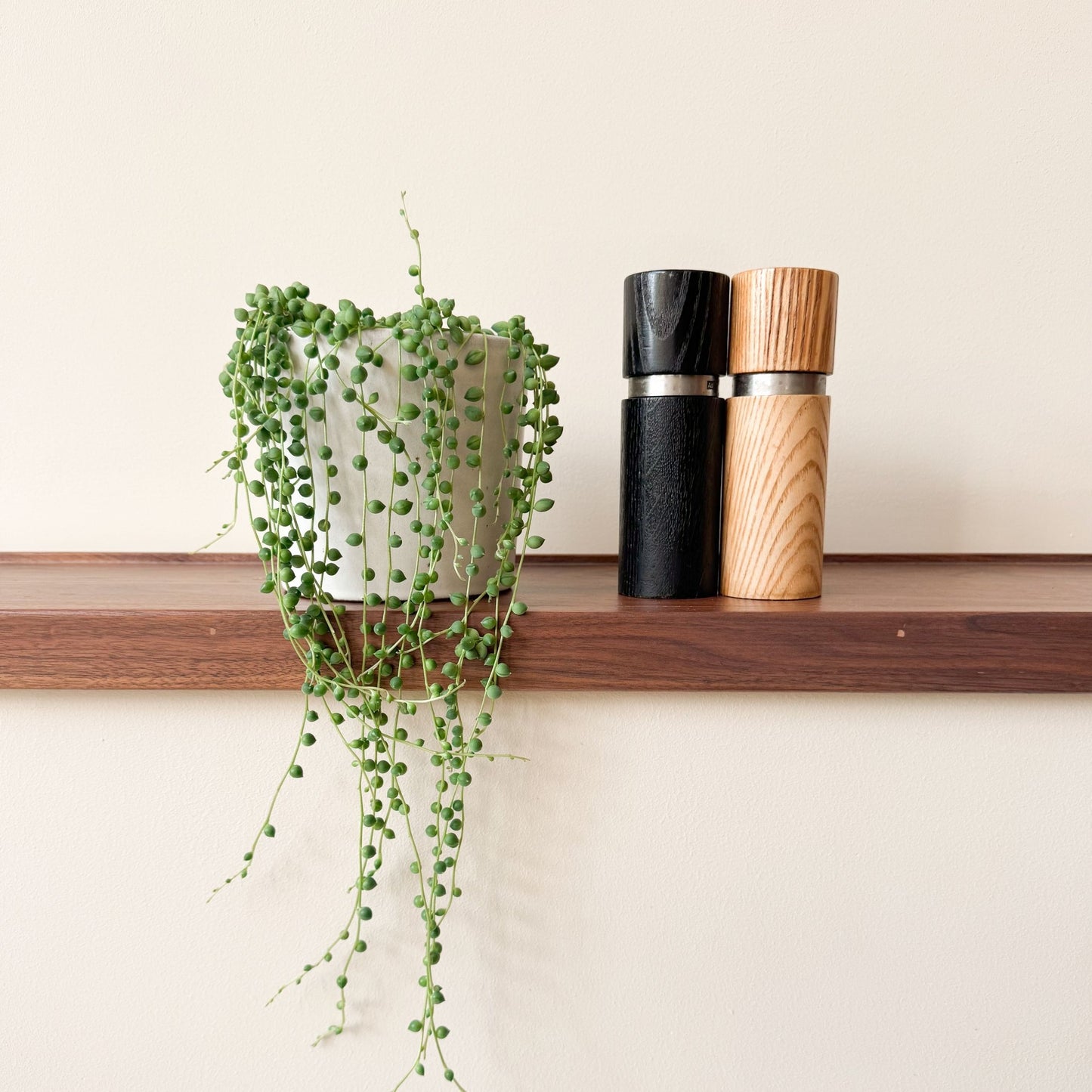 Planta Del Rosario - Senecio Rowleyanus - Altura 10-20cm - ⌀12cm