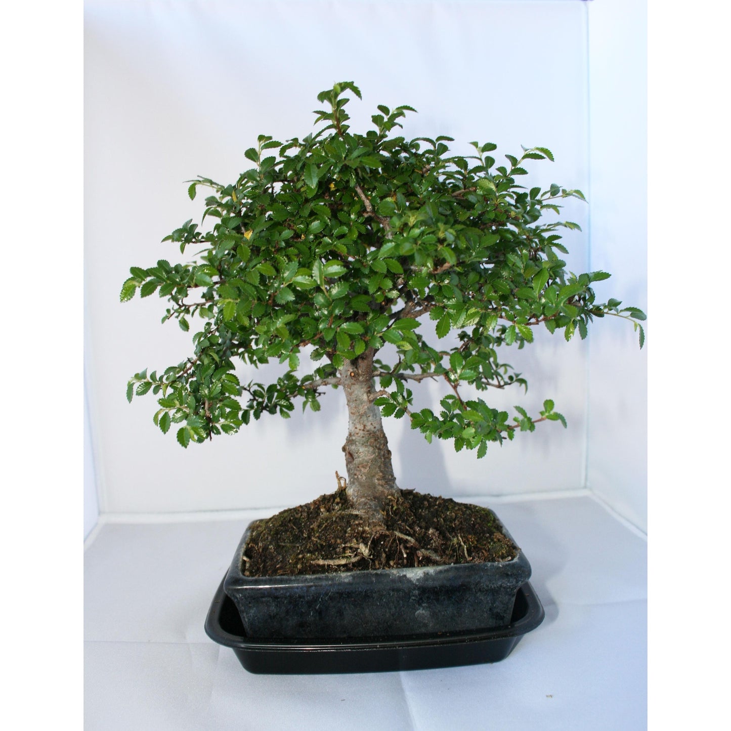 Bonsái Zelkova parvifolia 5 años - OLMO CHINO