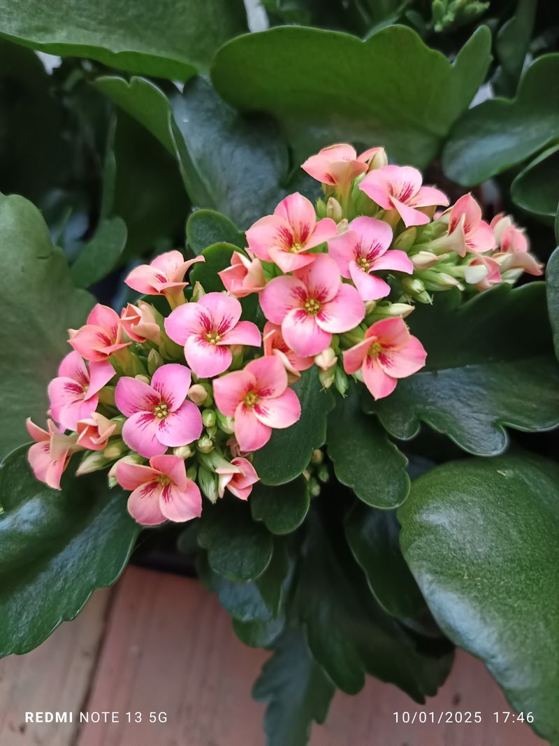 Kalanchoe Tigre Bicolor Rosa Planta Maceta Ø10