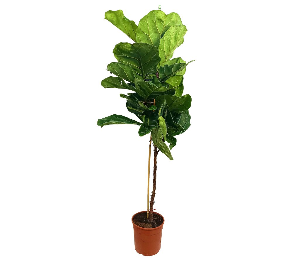 Ficus Lyrata M21 110cm_0