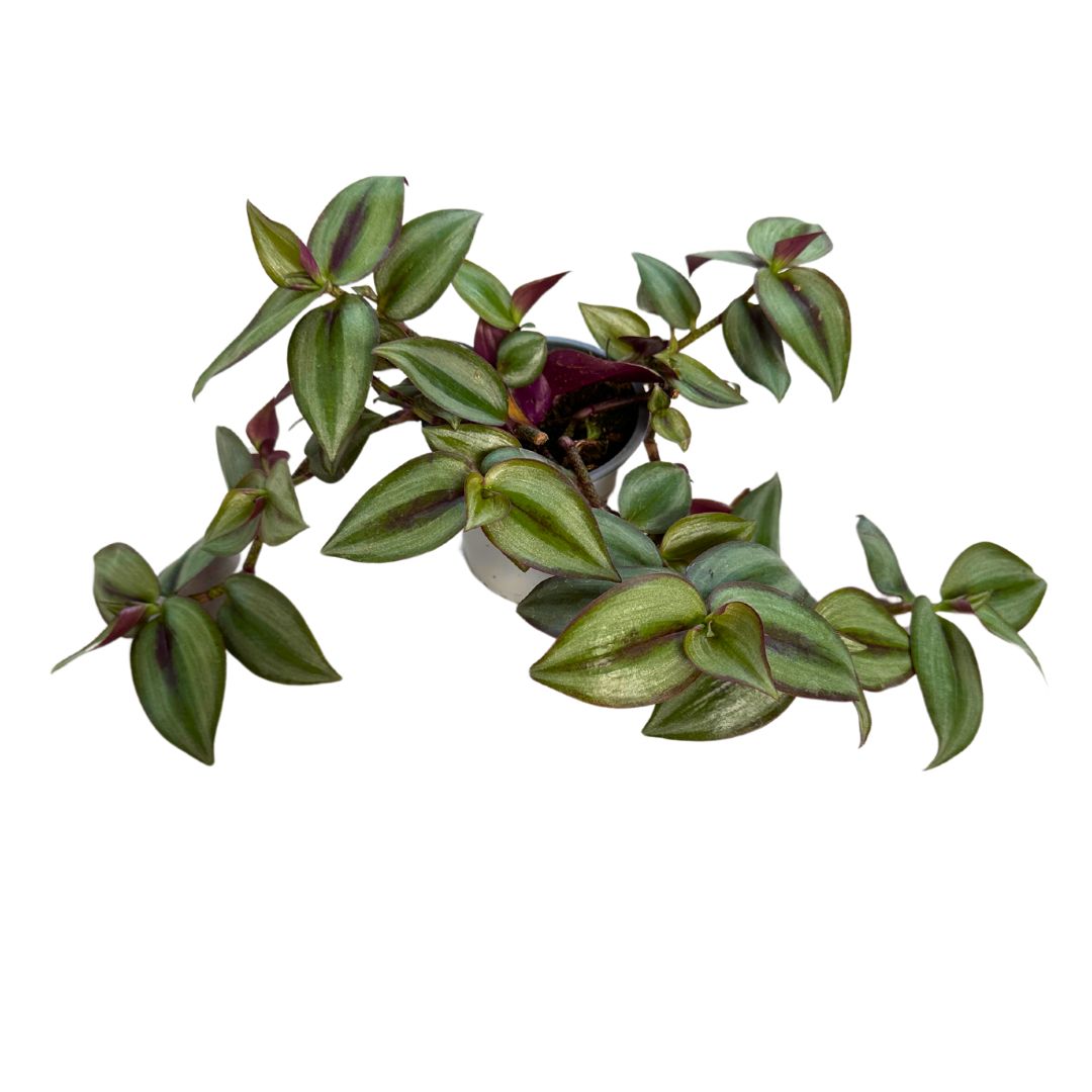 Tradescantia Planta De Amor De Hombre