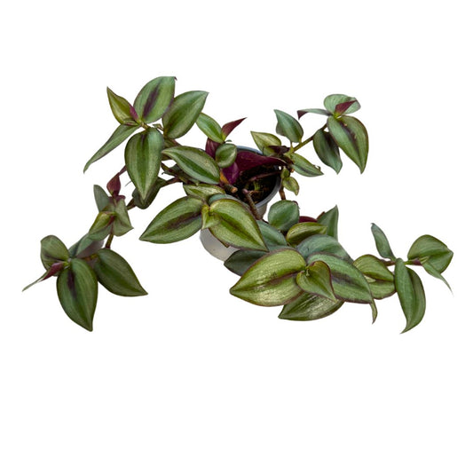 Tradescantia Planta De Amor De Hombre