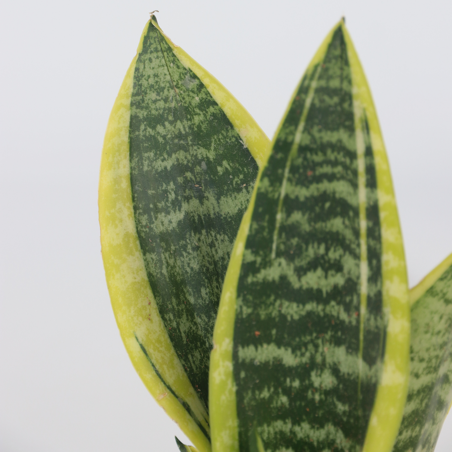 Lengua De Suegra - 4 Pzs - Sansevieria 'futura' - Altura 35-40cm - ⌀12cm