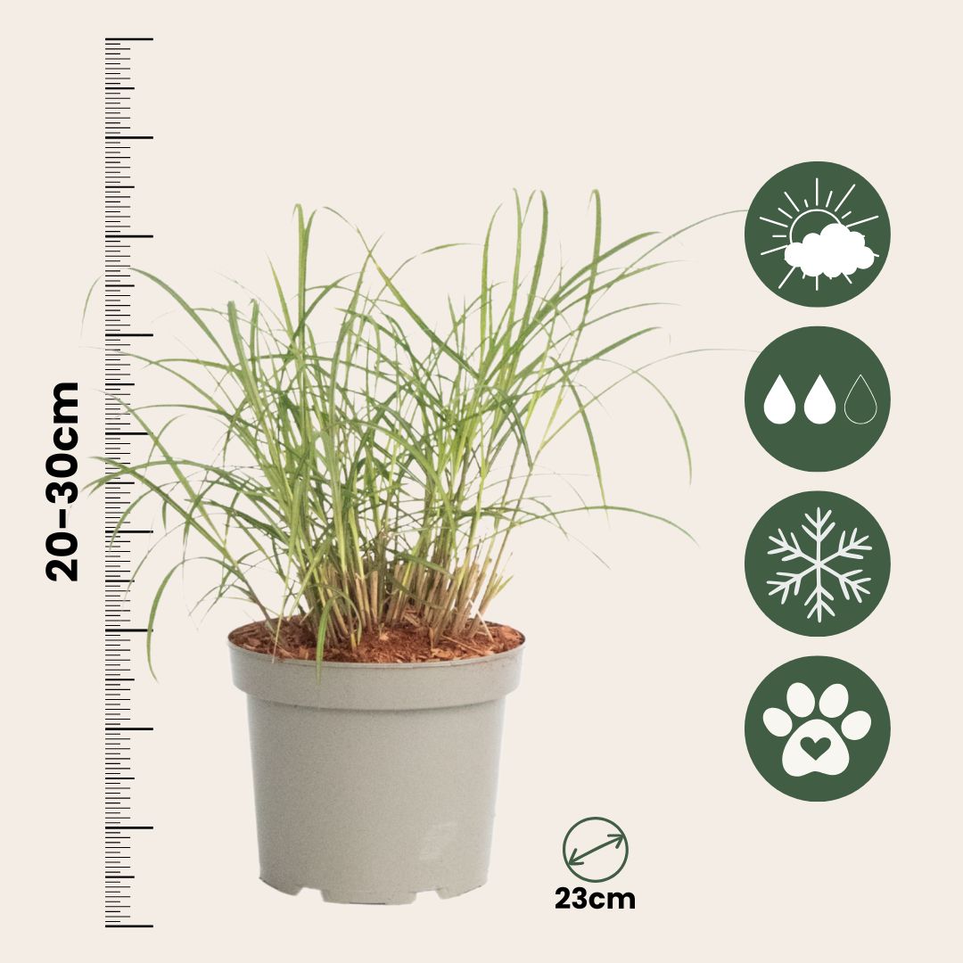 Eulalia - 2 Pzs - Miscanthus Sinensis 'red Chief' - Altura 40-60cm - ⌀23cm