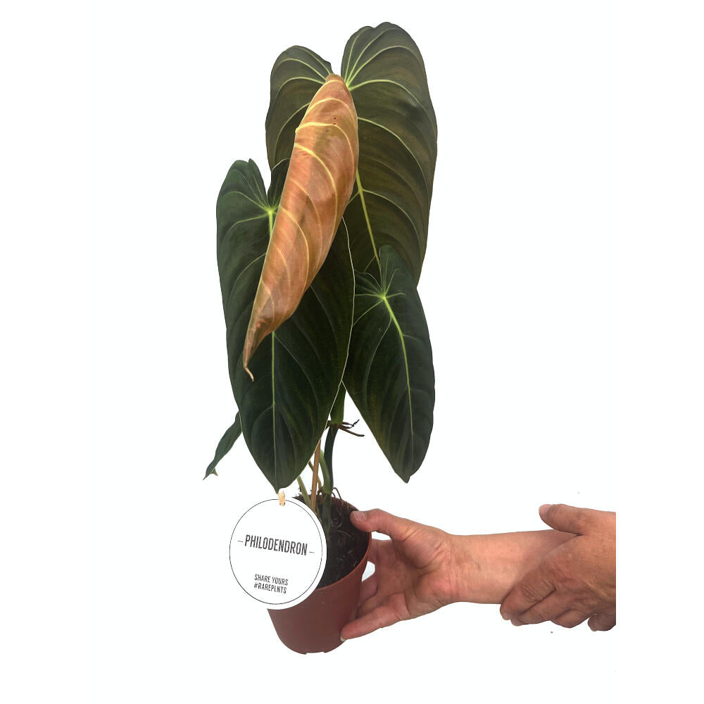 Philodendron Melanochrysum M12 45cm_2