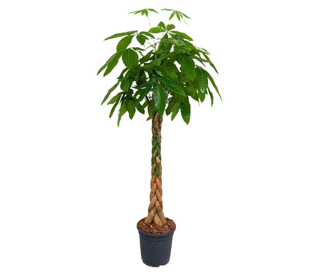 Pachira Acuática M30 150-160cm_0