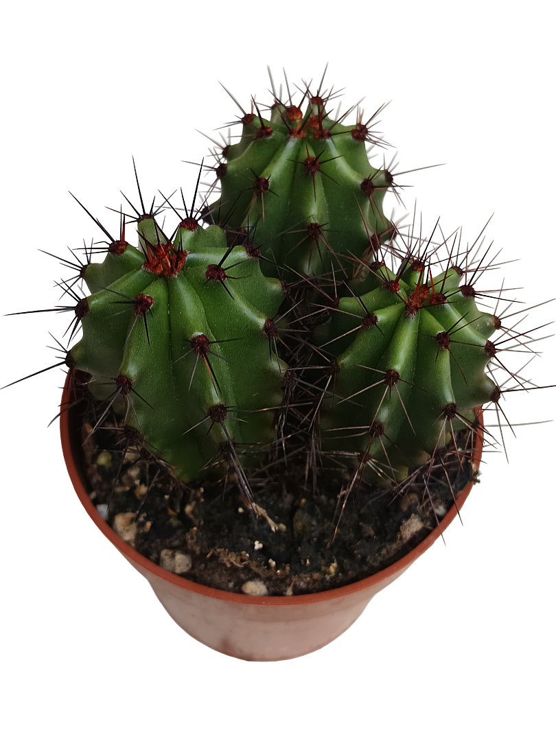Cactus Stenocereus Thurberi Planta De Ø8 Cm