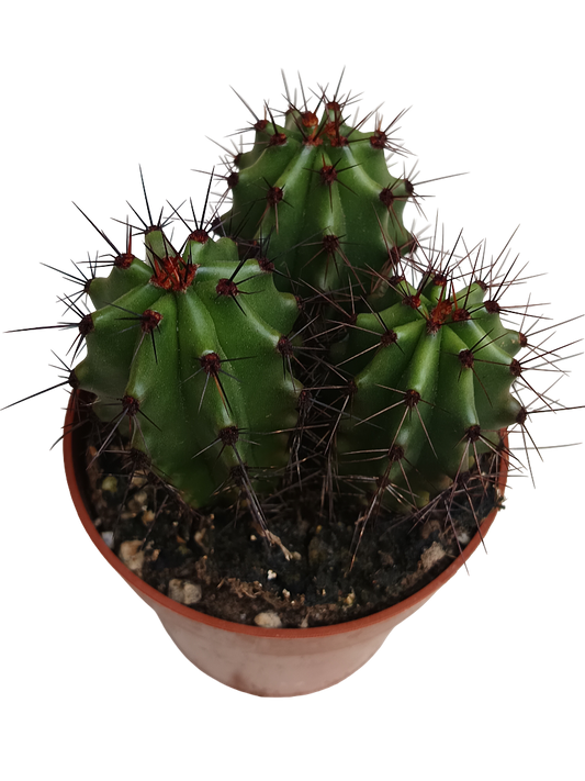 Cactus Stenocereus Thurberi Planta De Ø8 Cm