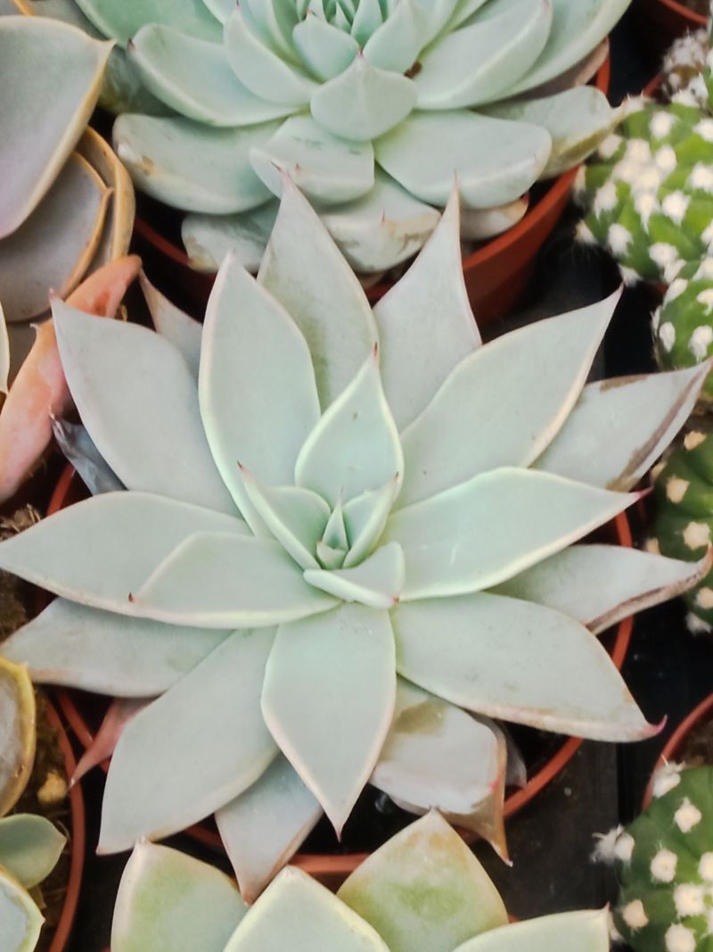 Echeveria Parrensis Planta Suculenta