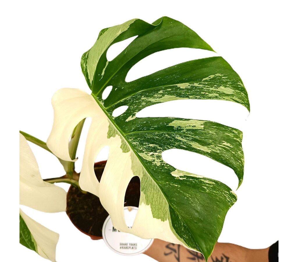 Monstera Deliciosa Variegata M15 Promoción_1