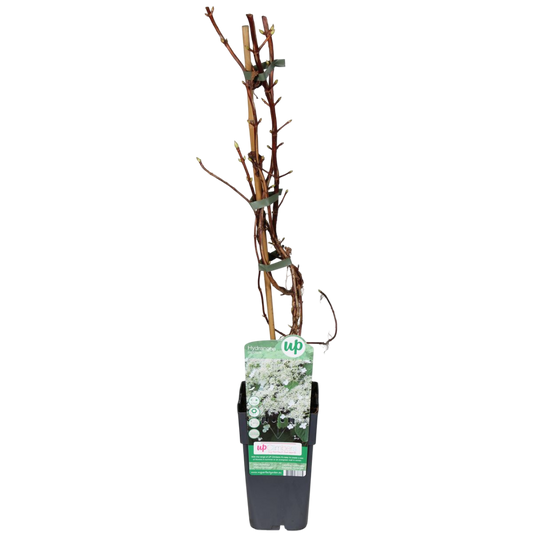 Hydrangea Petiolaris Planta Trepadora Colgante Flor Blanca Ø13