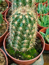 Echinocereus Dasyacanthus Planta Cactus De 8 Cm