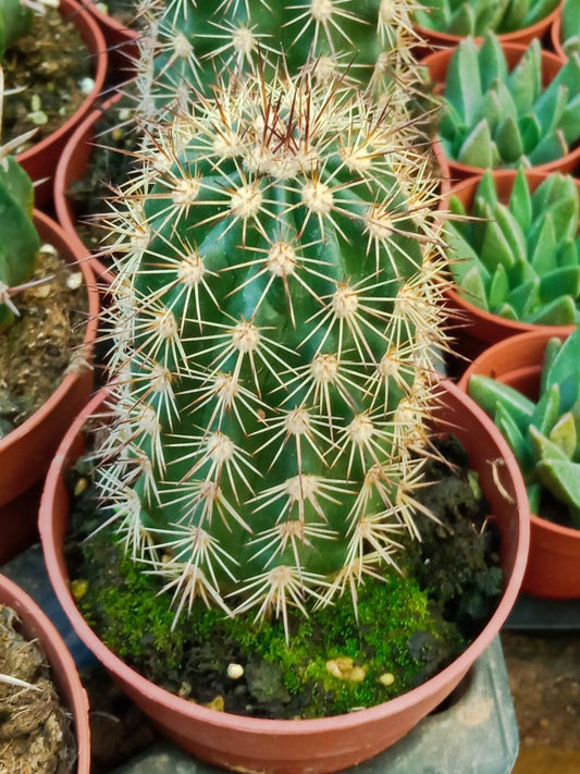 Echinocereus Dasyacanthus Planta Cactus De 8 Cm