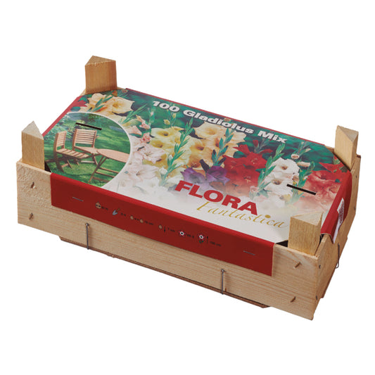 Caja Tray Gladiolos 100 uds