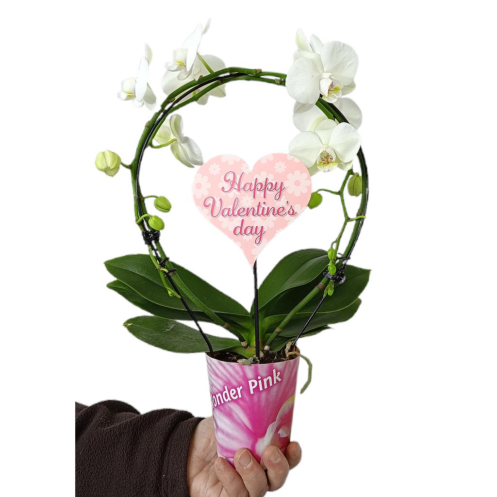 Phalaenopsis Arco Blanca M9_0