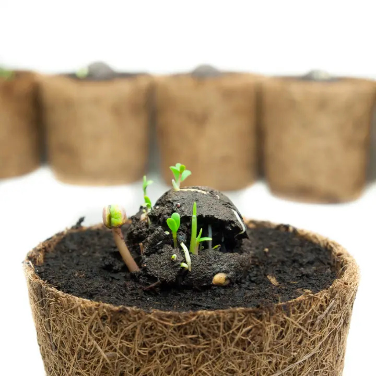 5 Bombas De Semillas En Bolsas De Yute Butterfly Mix