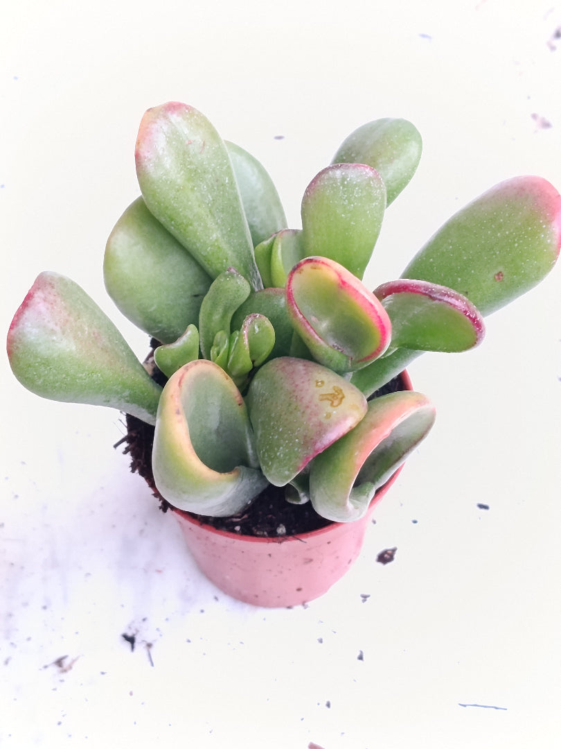 Crassula Ogro Sunset Ø5 Planta Suculenta_0