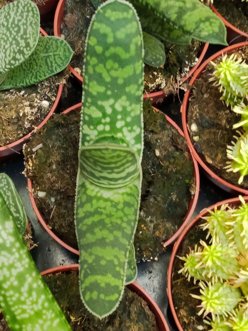 Gasteria Picta Planta Suculenta 8 Cms