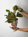 Maranta Fascinator | Altura 30cm - Diámetro 12cm