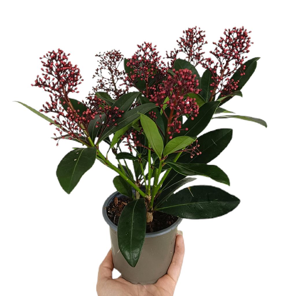 Skimmia Japonica M10_0