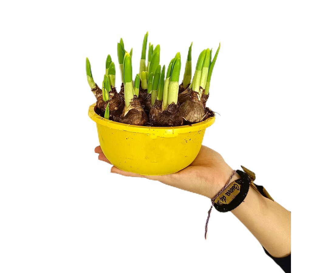 Narciso Tete A Tete M16_0