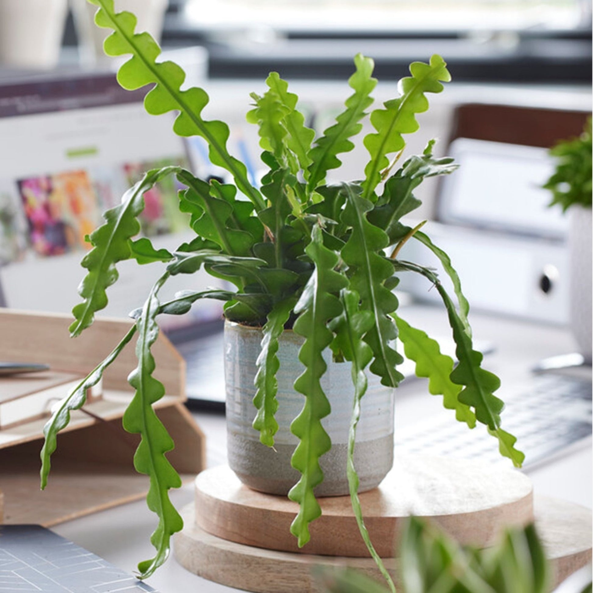 Epifilio - 2 Pzs - Epiphyllum 'anguliger' - Altura 30-40cm - ⌀15cm