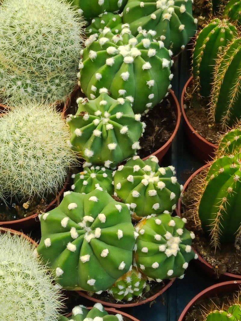 Cactus Planta Echinocactus Denudatum Ø8 Cms