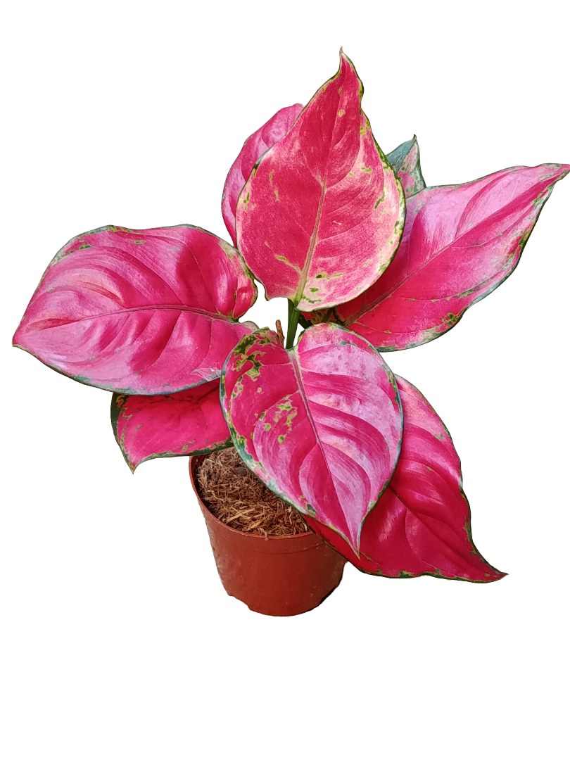 Aglaonema Rosa Planta De Interior Ø9 15 Cms_0