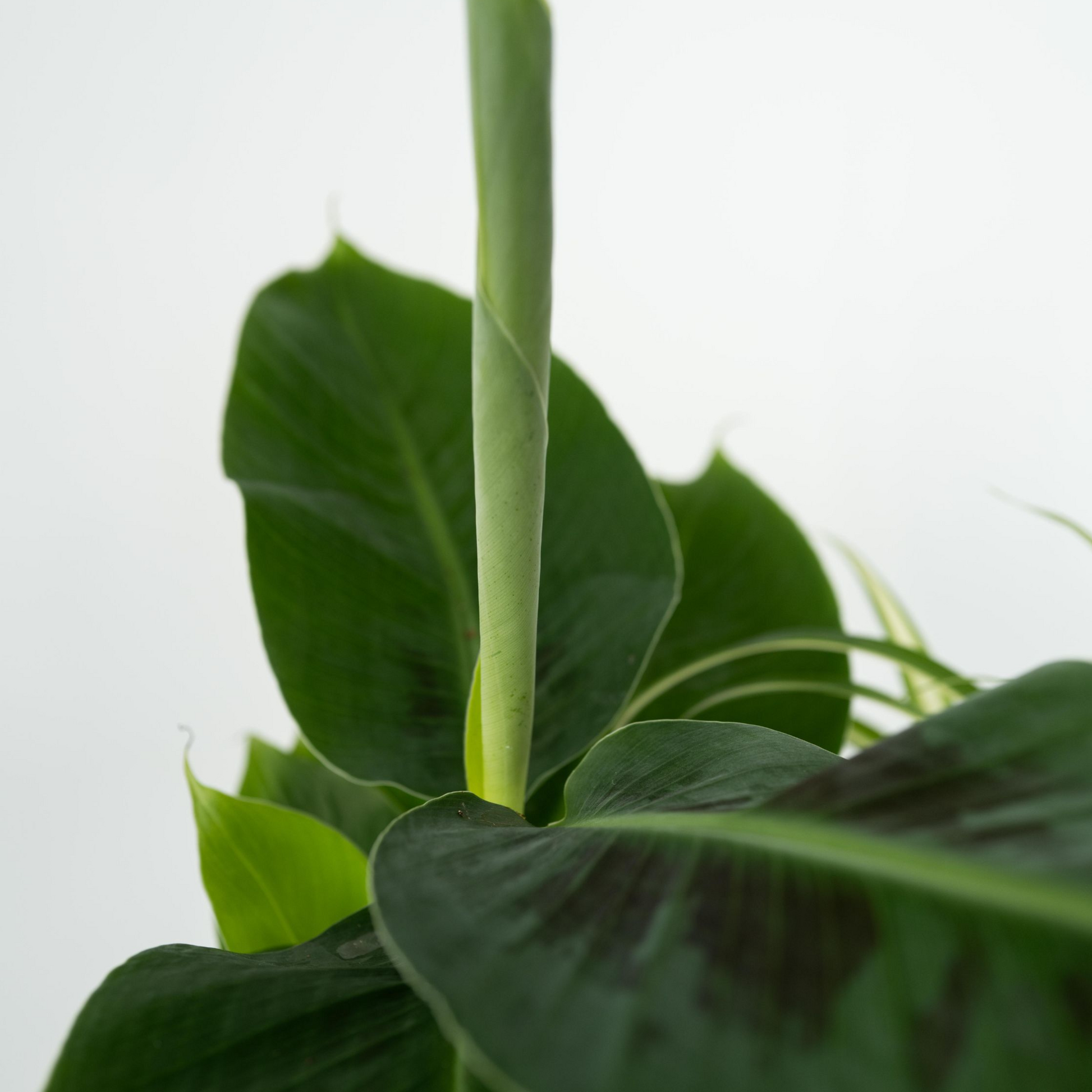 Plantas De Interior 'cuarteto Verde' - 4 Pzs - Altura 25-40cm - ⌀12cm