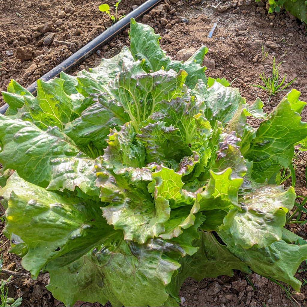 Plantón Lechuga Maravilla - PlantaBo