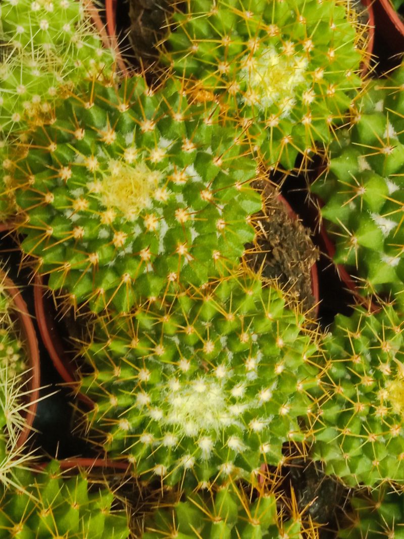 Suculentas Y Cactus Variedad #65 Planta Sin Id