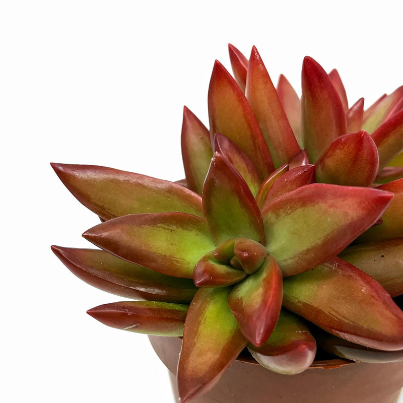 Sedum Adolphii Firestorm Cactus Y Suculentas M8,5 cm Ø_2