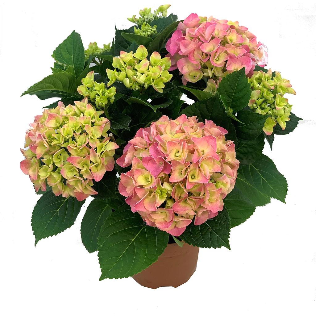 Hortensia Rosa M14 20cm
