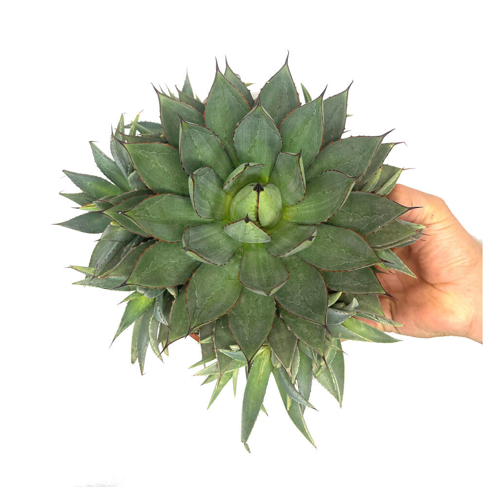 Agave Filifera Isthmensis T20 30cm_1