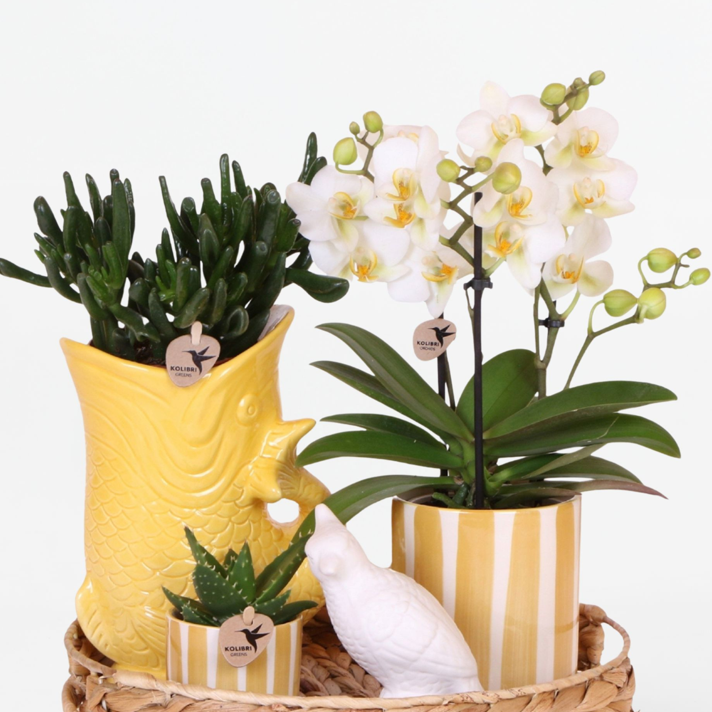 Set De Regalo Orquídea 'yellow Xl' - Phalaenopsis - Altura 35cm_3