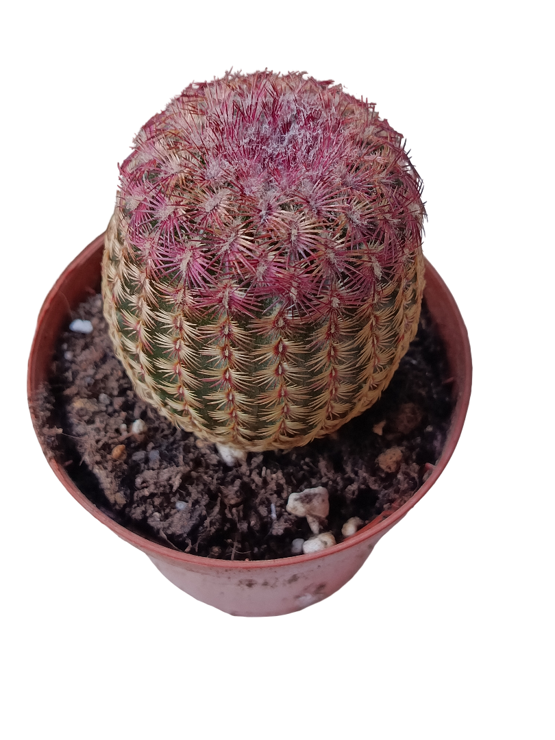 Cactus Rojo Rigidispinnus Ø8 Plantas Jovenes_0