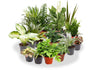 Pack 10 Plantas De Interior M9