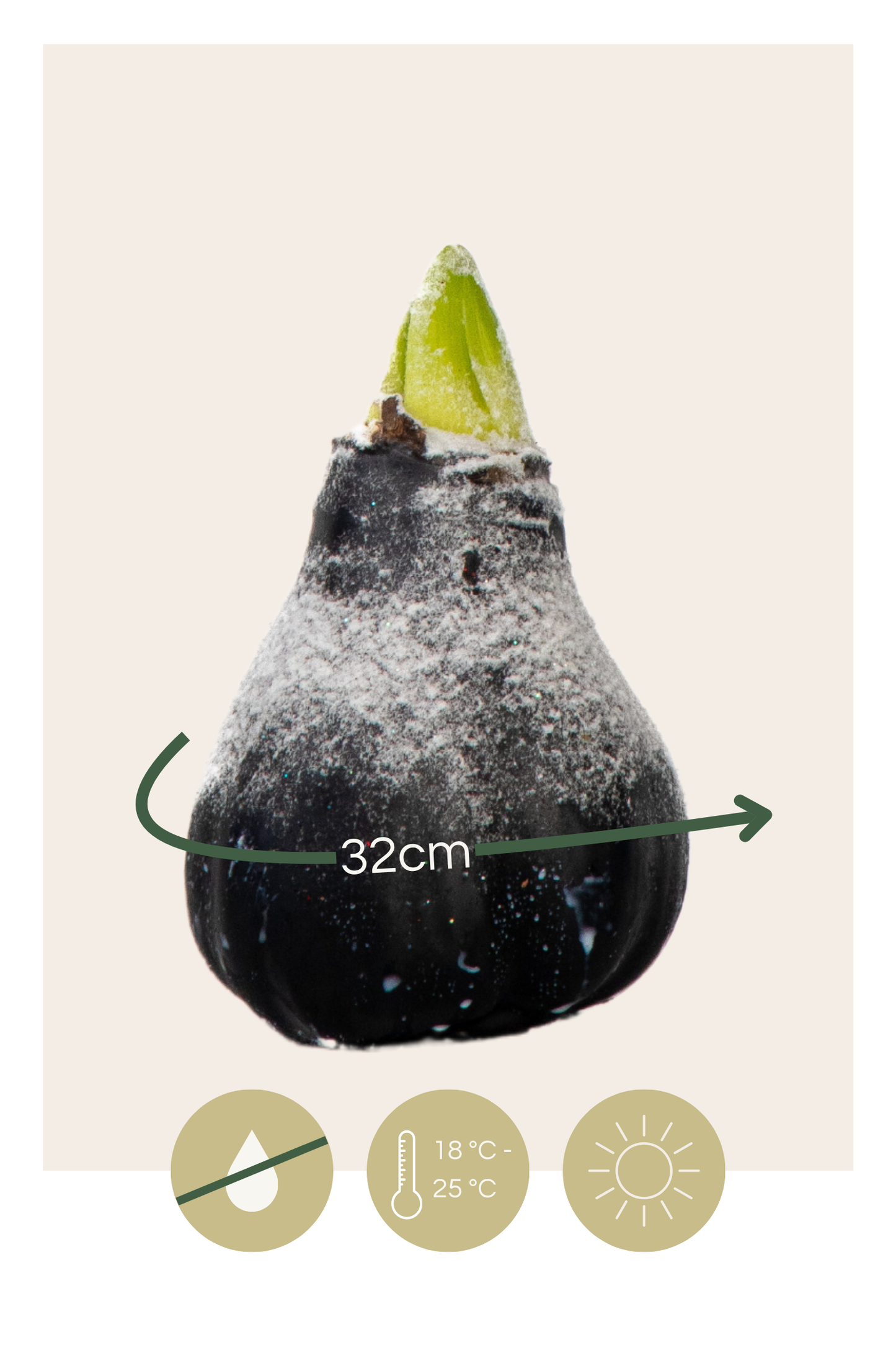 Amarilis - Hippeastrum 'wax Snow Black' - Bulbo De Flor - Rojo