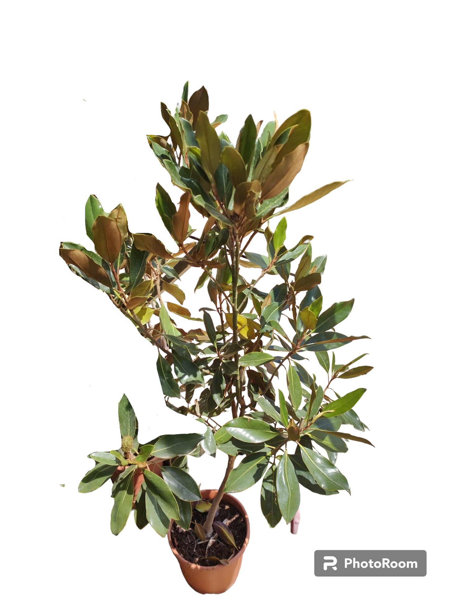 Magnolio Maceta_0