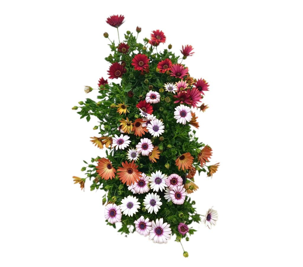 Dimorphoteca Variado M10_0