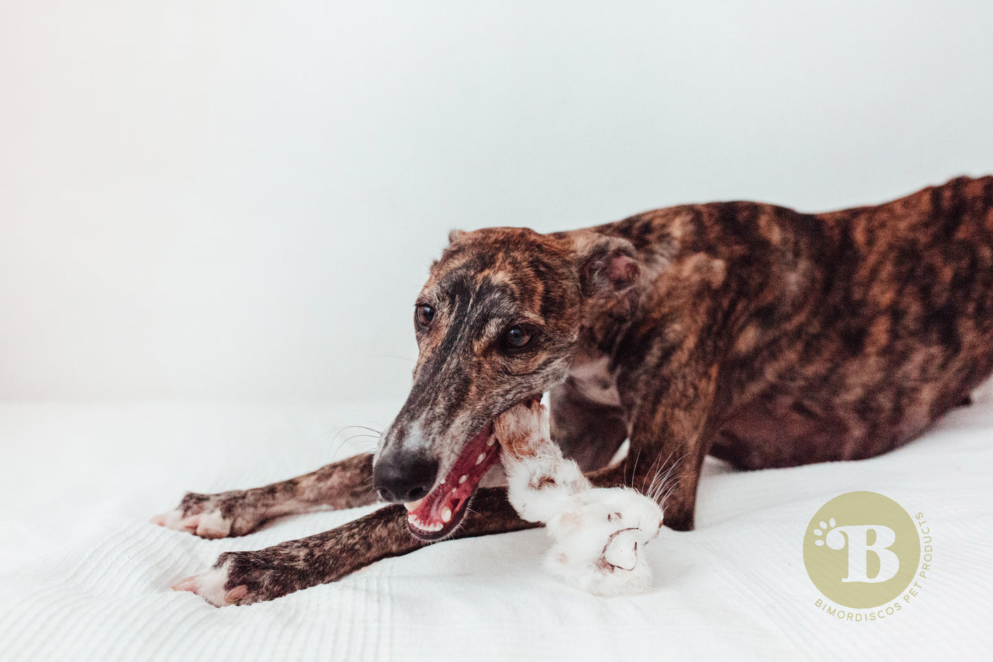 Bimordiscos Orejas De Conejo Para Perros Y Gatos · 10 Uds..