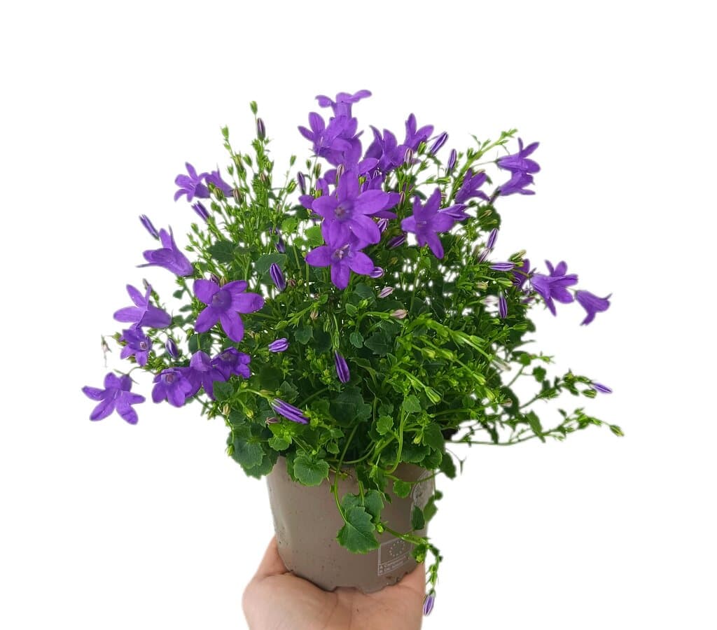 Campanula Portenschlagiana M11_0