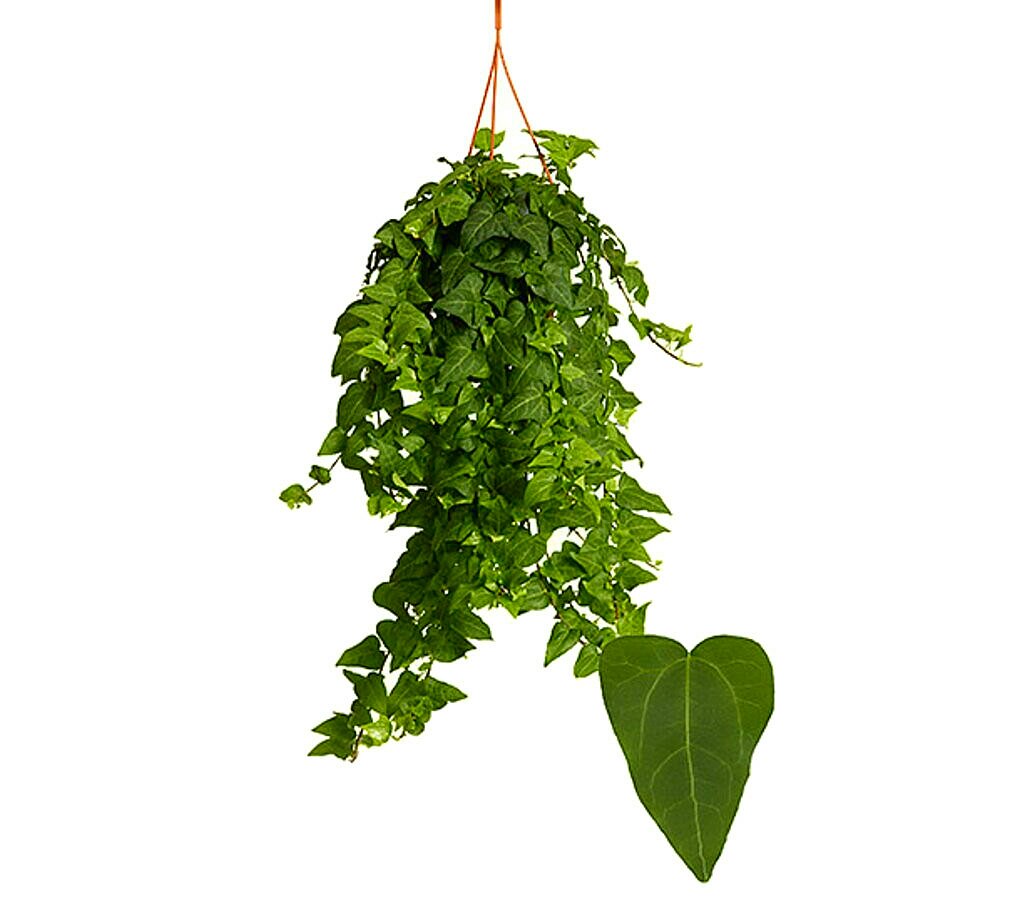 Hedera Helix Mein Herz M17_0