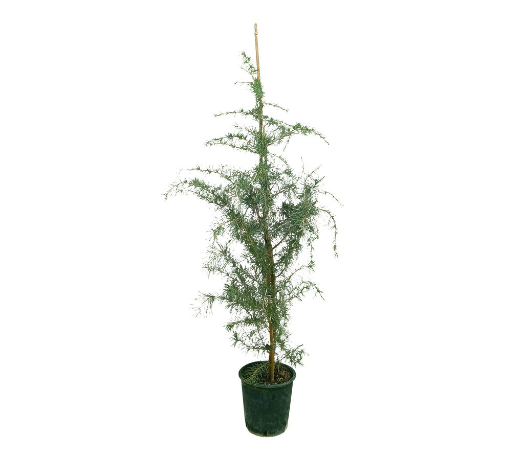 Cedrus Deodara M22 100-120cm