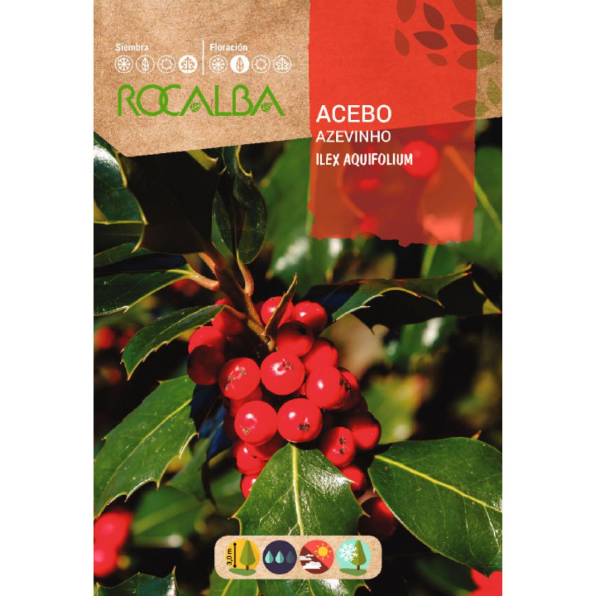 Semillas de Acebo Ilex aquifolium