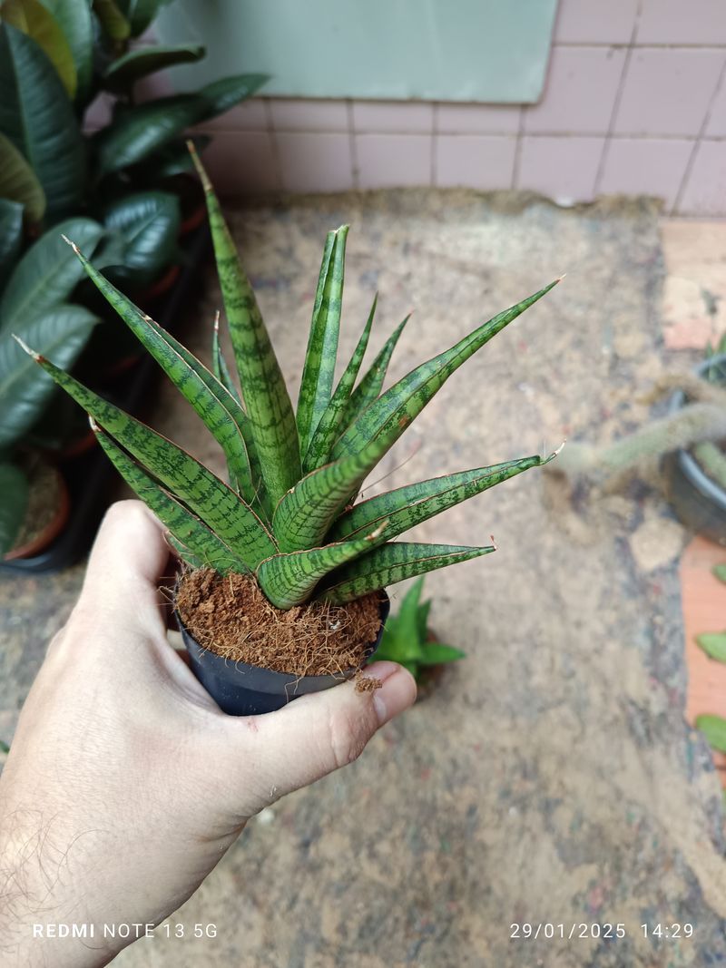 Sansevieria Sp Planta De Interior_0